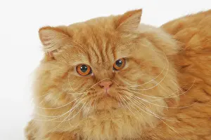 Highlander: British Longhair or Highlander, male, red, animal
