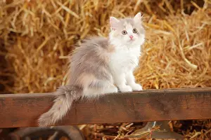 Tortie: British longhair, kitten, blue-tortie-white, 10