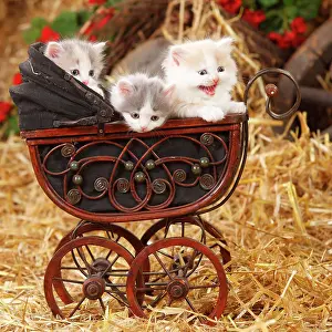 Pedi: British longhair, three kittens, 6 weeks, in doll