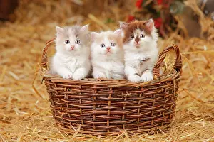 Friendships: British longhair, three kittens, 6 weeks, sitting