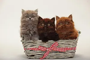 Friendships: British longhair, three kittens, 9 weeks, chocolate