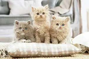 Pillow: British longhair kittens indoors