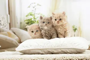 Pillow: British longhair kittens indoors