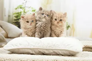 Pillow: British longhair kittens indoors