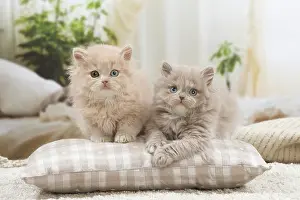 Pillow: British longhair kittens indoors