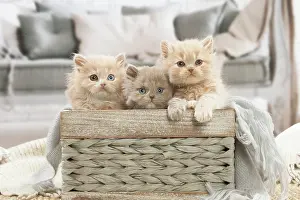 100220: British longhair kittens indoors