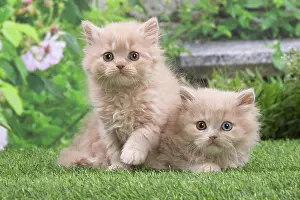 100220: British longhair kittens outdoors in the garden
