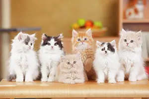 Friendships: British longhair, several kittens sitting next to