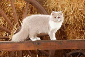 Pedi: British longhair, lilac-white, 5 months, stands