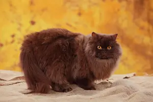 Indulgence: British Longhair, tomcat, chocolate