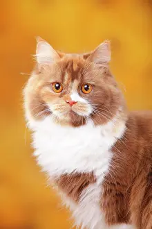 Tomcat: British Longhair, tomcat, cinnamon-tortie-white