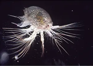 Zooplankton: BRITISH MARINE PLANKTON