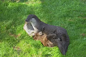Playfighting: British Otter - Playfighting on Riverbank