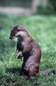 Anglia: BRITISH OTTER - playing with Cranefly