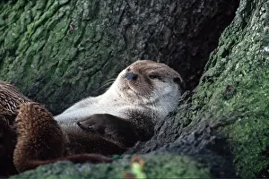 Contentment: BRITISH OTTER - resting at base of tree