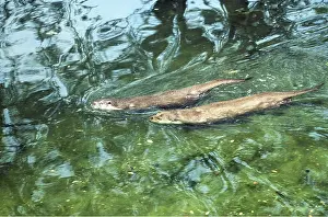 Anglia: BRITISH OTTER - x two, swimming
