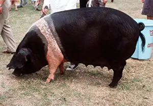 Sizes: British Saddleback PIG - Sow, at show