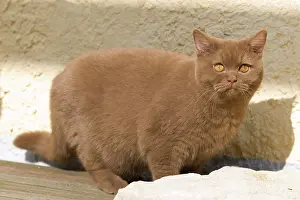 230518: British short hair cat (Felis catus), cinnamon