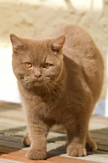 230518: British short hair cat (Felis catus), cinnamon