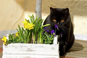 230518: British short hair cat (Felis catus) with daffodils