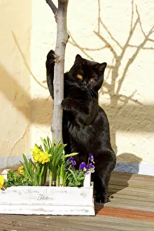 230518: British short hair cat (Felis catus) with daffodils