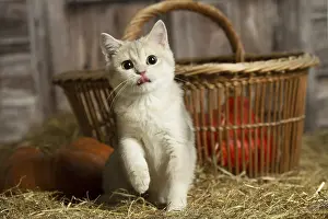 Lifting: British Short Hair cat in the straw in a barn