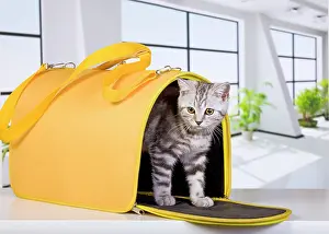Carriers: British Short Hair Silver Spotted in travel carrier