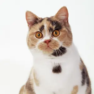 Startled: British Shorthair Cat