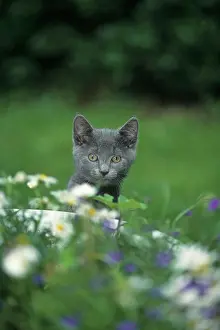 Blurriness: British Shorthair cat, blue, kitten Britische Kurzhaarkatze