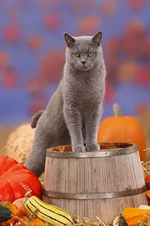 Vegetables: British shorthair cat, blue, male, Carthusian, BKH, pumpkins