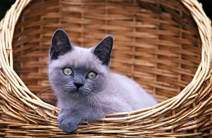 Shorthair: British Shorthair Cat / Blue Point - Kitten in basket