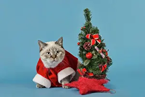 Dress: British Shorthair cat in christmas costume with