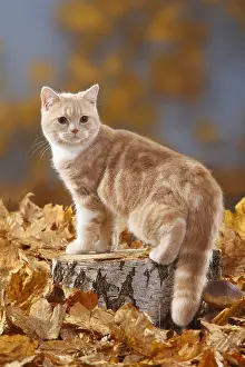 Studio Picture: British shorthair cat, cream-white, 5 months, BKH