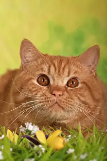 Ginger: British Shorthair cat, ginger tom cat, portrait