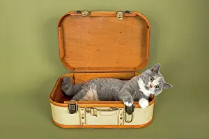 Luggage: British Shorthair cat, kitten, 18 weeks, coat colour