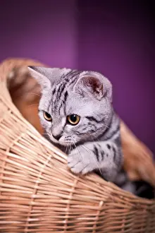 Housecat: British Shorthair cat, kitten, black silver tabby