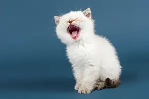 Meow: British shorthair cat, kitten meows, white Britisch