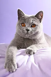 Blankets: British Shorthair cat, lying