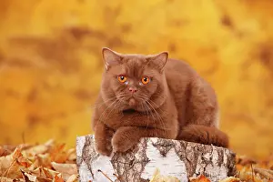 Cinnamon: British Shorthair cat, male, cinnamon, lying on