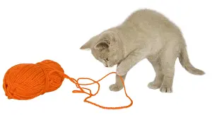 Studios: British shorthair cat playing with a ball of wool