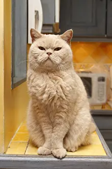 Daily: British Shorthair Cat sitting in the kitchen