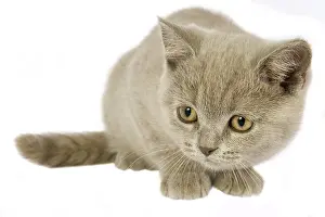 Studios: British shorthair cat studio