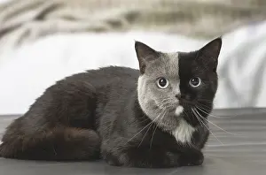 Contrasts: British shorthair cat with two tone face indoors