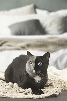 Contrasts: British shorthair cat with two tone face indoors