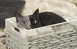 Contrasts: British shorthair cat with two tone face indoors