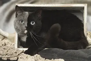 Contrasts: British shorthair cat with two tone face indoors