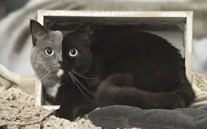 Contrasts: British shorthair cat with two tone face indoors