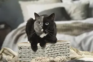 Contrasts: British shorthair cat with two tone face indoors