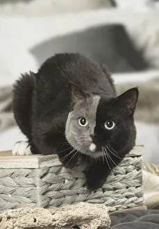 Contrasts: British shorthair cat with two tone face indoors