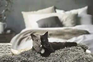 Contrasts: British shorthair cat with two tone face indoors